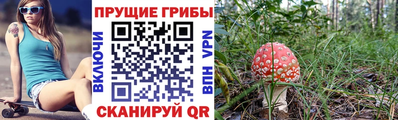 Галлюциногенные грибы прущие грибы  Елизаветинская 